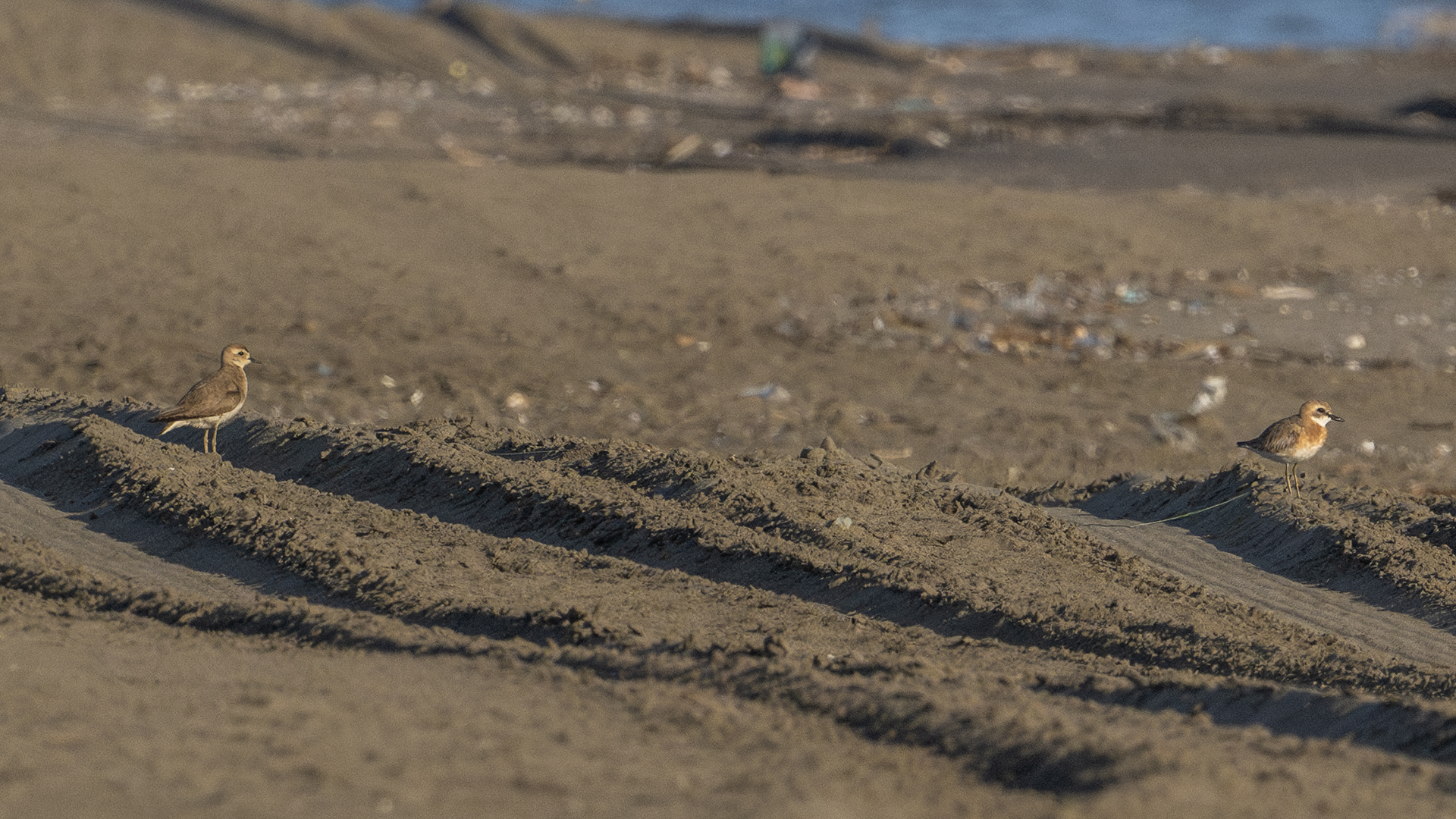Caspian Plover